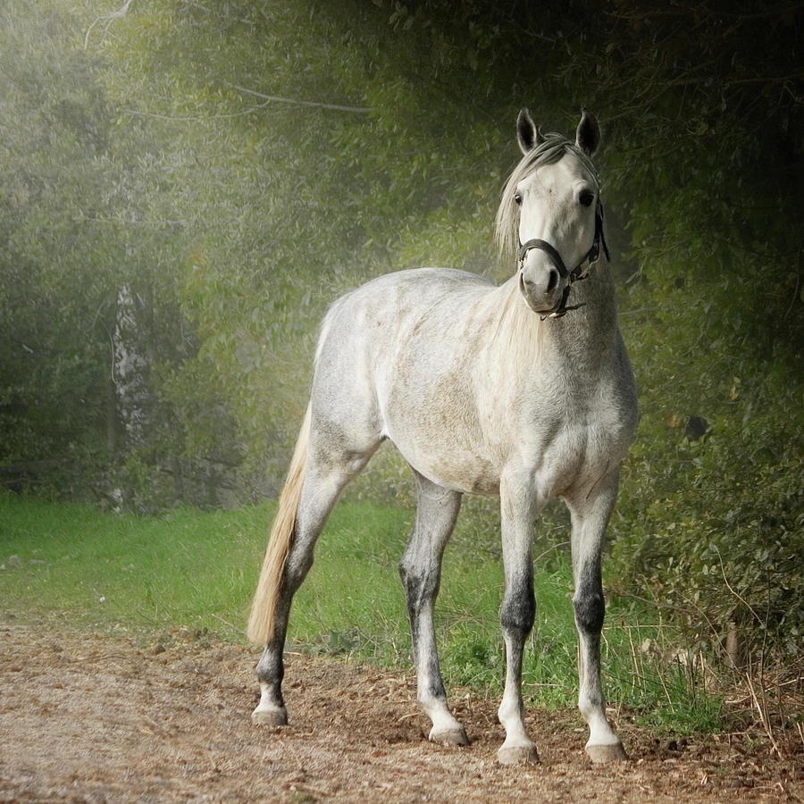 White Arabian Horse Standing By Hedge Photograph by Christiana Stawski