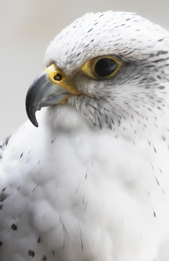 White Arctic Falcon Photograph by Athena Mckinzie