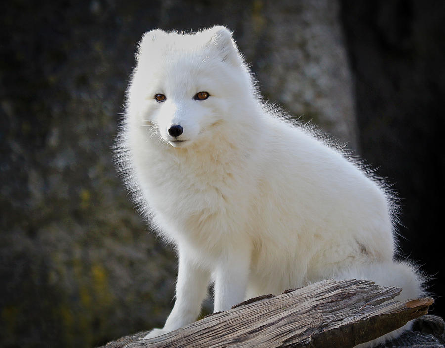 Beauty Of A White Arctic Fox  Photograph by Athena Mckinzie