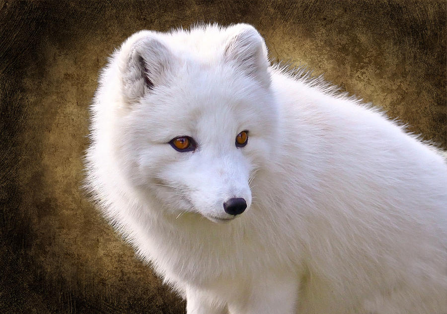 White Arctic Fox Photograph by Steve McKinzie