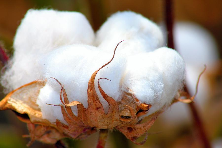 Landscape Photograph - White as Cotton by Karen Wagner