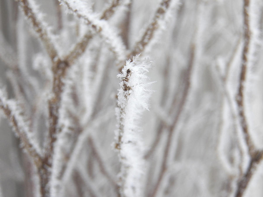 White as Ice Photograph by Corinne Elizabeth Cowherd