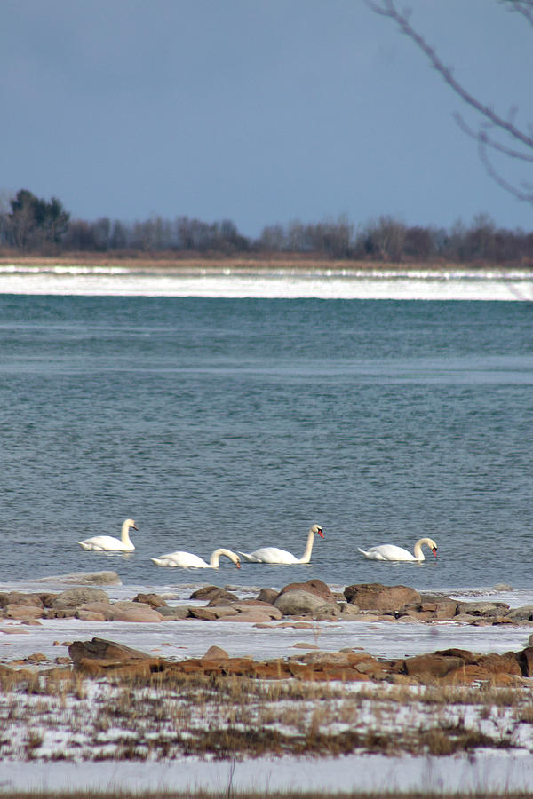 Swan Photograph - White As Snow by Rhonda Humphreys Swan Photograph - White As Snow by Rhonda Humphreys