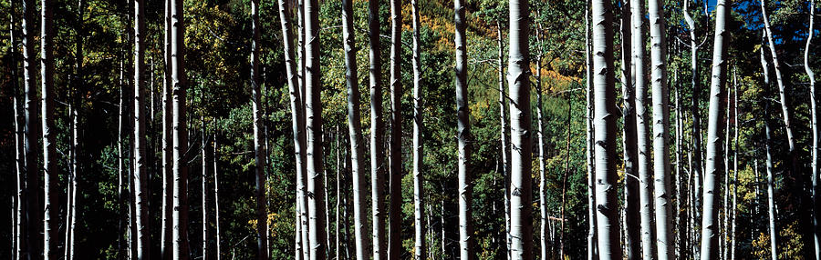Tree Photograph - White Aspen Tree Trunks Co Usa by Panoramic Images