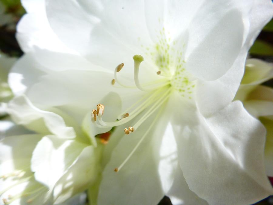 Spring Photograph - White Azalea by Jennifer Wheatley Wolf