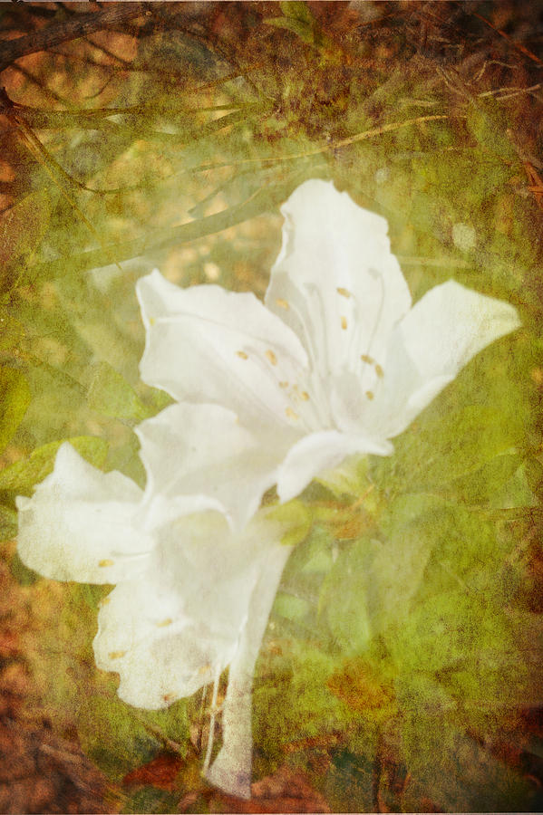 White Azalea Photograph by Judy Hall-Folde