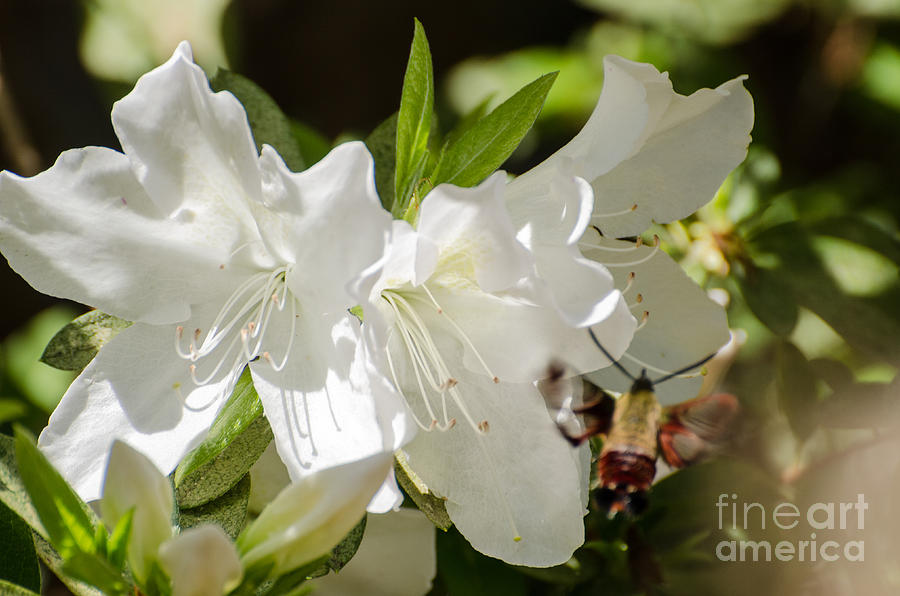 White Azalea With Friend Photograph by Donna Brown