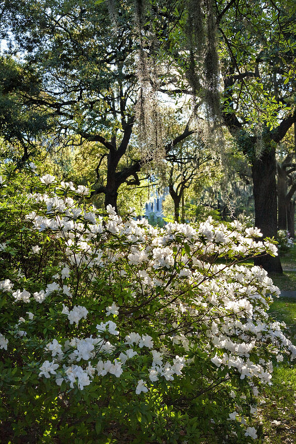 White Azaleas Photograph by Diana Powell