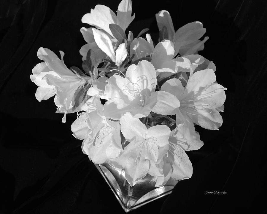 White Azaleas on Black Photograph by Connie Fox