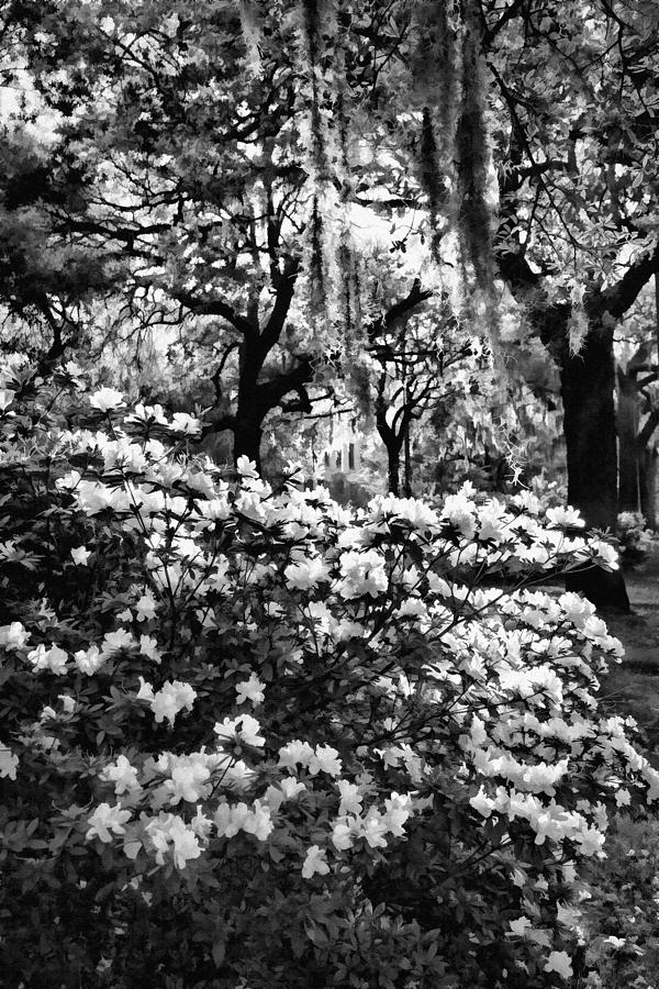 White Azaleas Paint Photograph by Diana Powell | Fine Art America