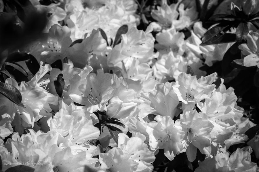 White Azaleas Photograph by Ross Henton