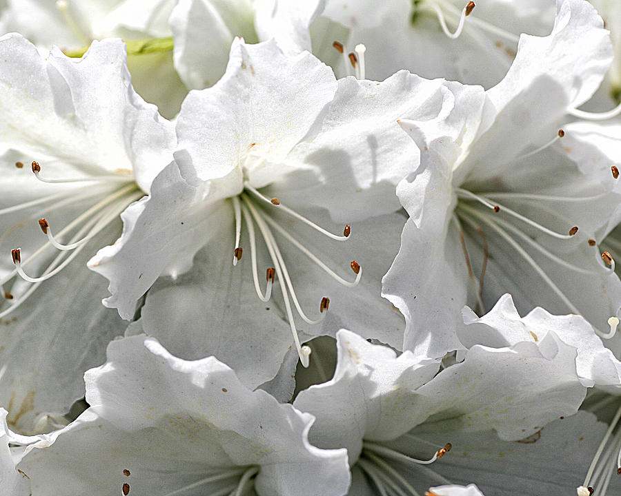 White Azaleas Photograph by William Selander