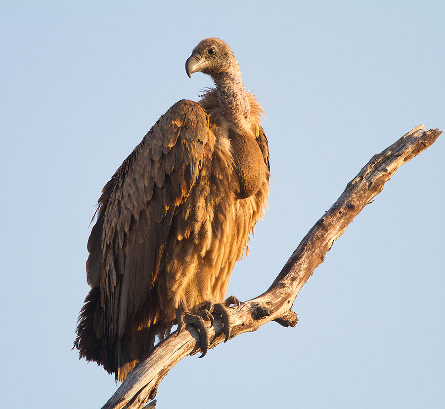 White Backed Vulture Photograph by Craig Brown - Fine Art America