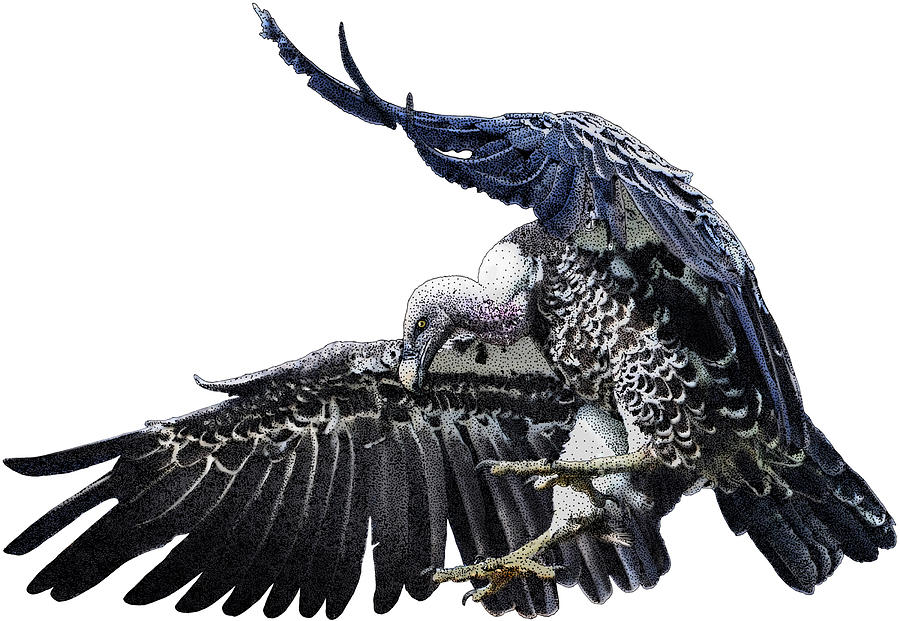 White-backed Vulture, Illustration Photograph by Roger Hall