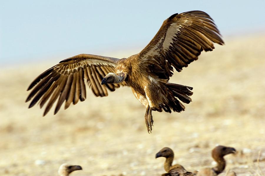 White-backed Vulture In Flight Photograph by Tony Camacho/science Photo Library