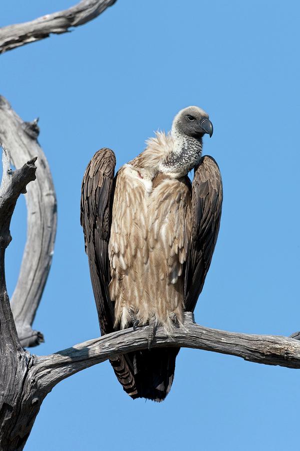 White Backed Vulture Photograph by Steve Allen/science Photo Library