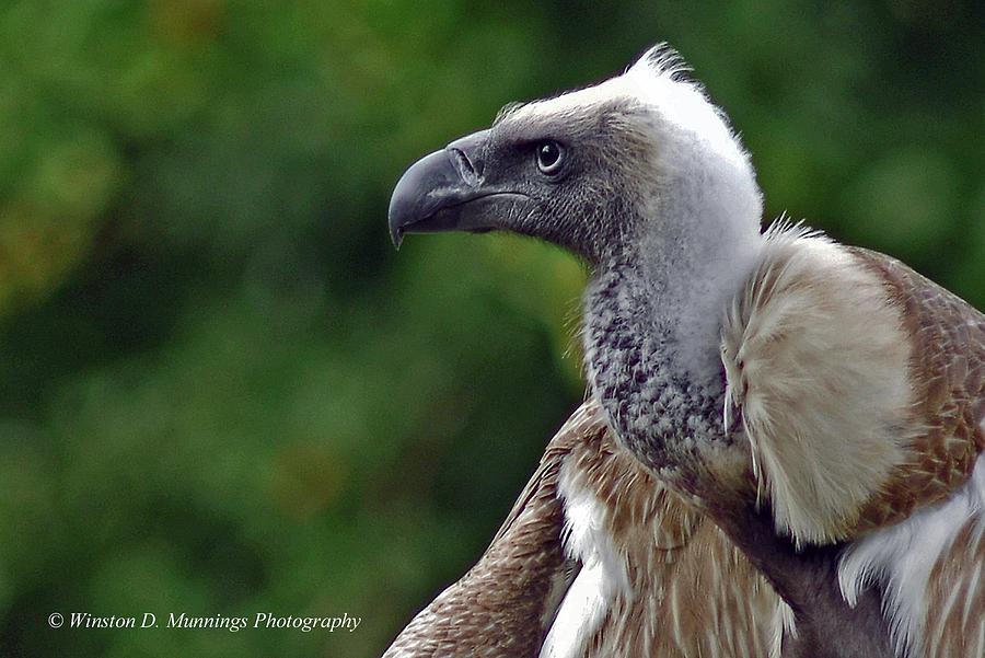 White-backed Vulture Photograph by Winston D Munnings