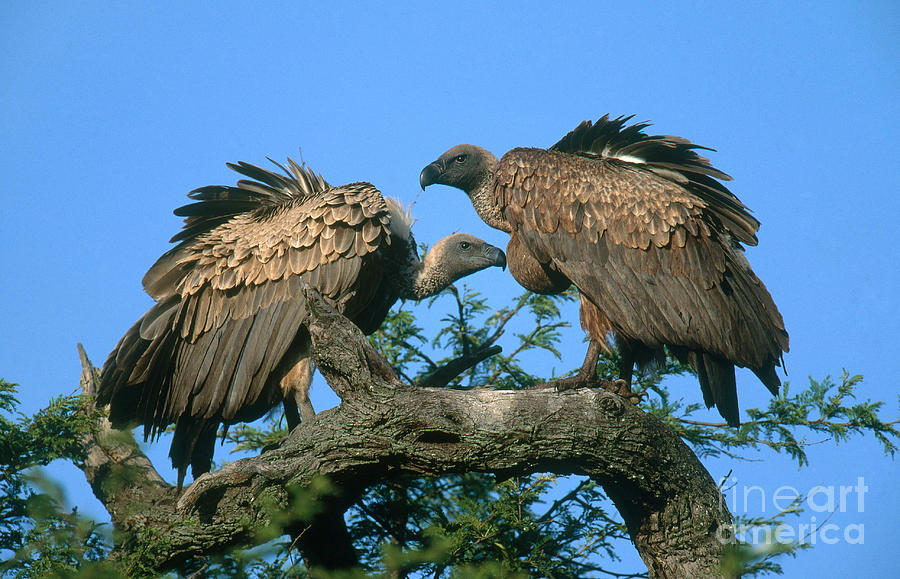 White-backed Vultures Photograph by Art Wolfe