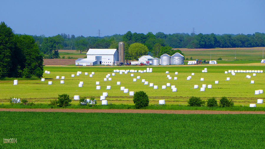 White Bales Of Hay Photograph