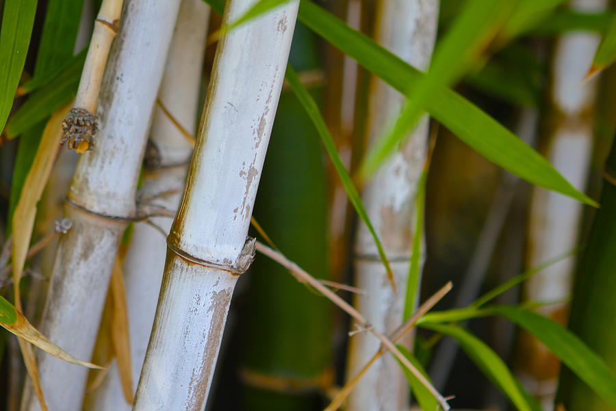 White Bamboo Photograph by Sophal Benefield - Fine Art America