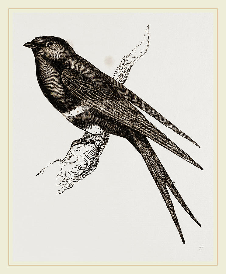 Nature Drawing - White-banded Swallow by Litz Collection