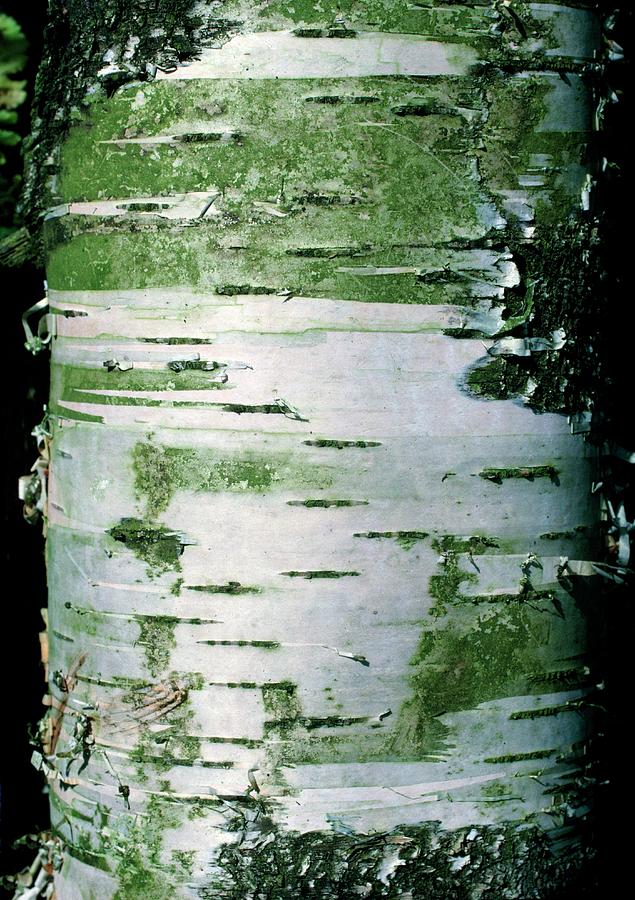 White Bark Of The Silver Birch Tree Photograph By Dr Jeremy Burgess Science Photo Library