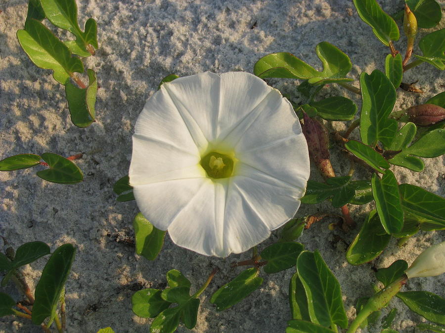 White Beach Flower Photograph by Ellen Meakin