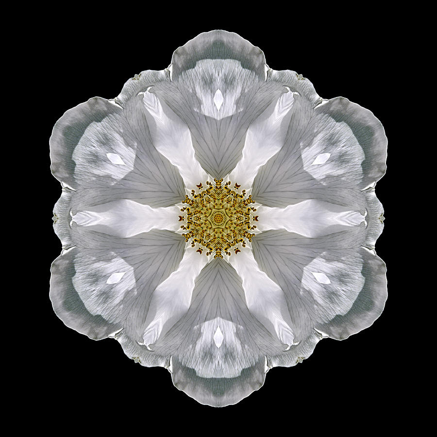 White Beach Rose III Flower Mandala Photograph by David J Bookbinder