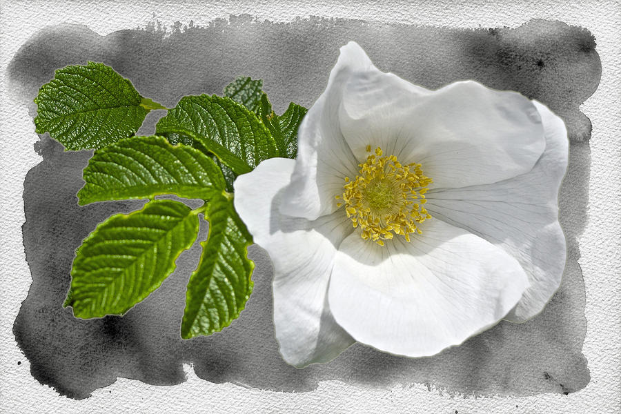 White Beach Rose Wildflower - Rosa rugosa Photograph by Carol Senske