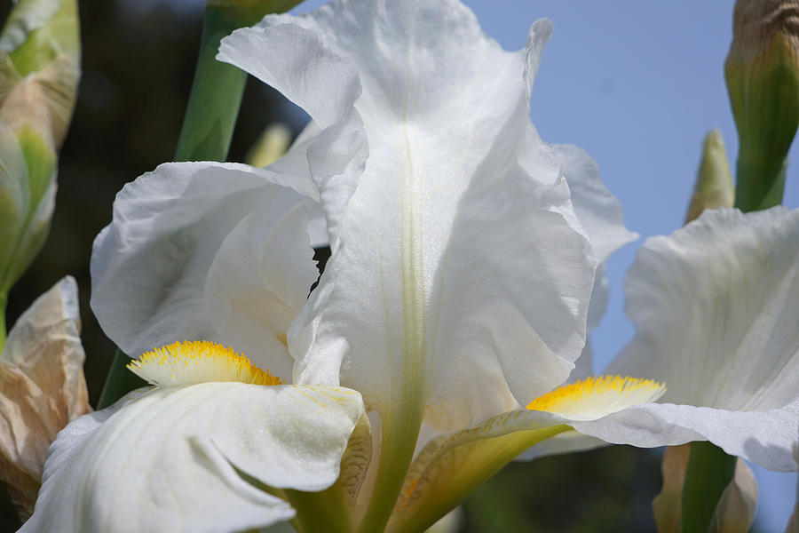 White Bearded Iris Flower Macro Art Prints Photograph