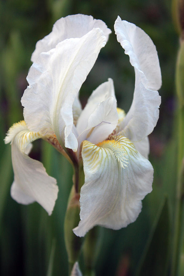 White Bearded Iris Photograph by Gerry Bates