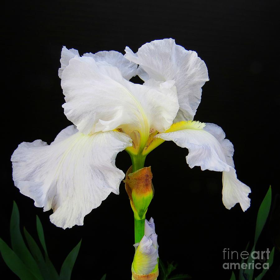 Still Life Photograph - White Bearded Iris by Scott Cameron
