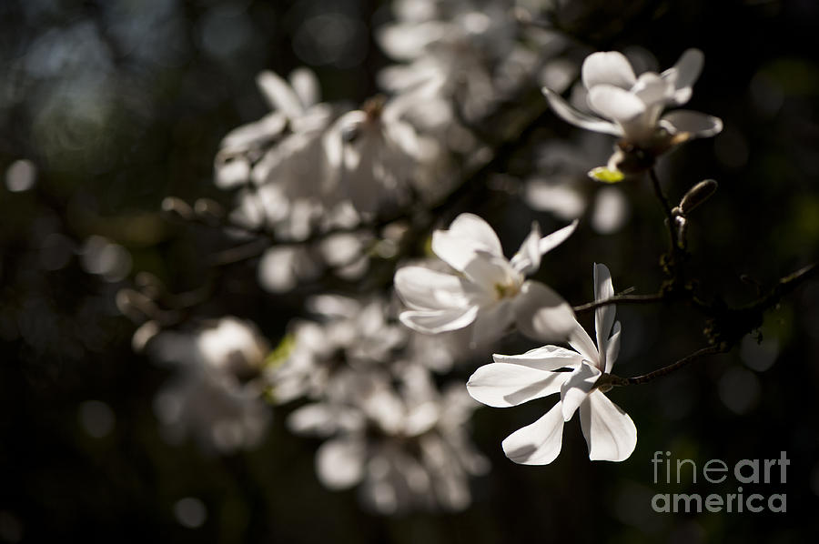Magnolia Movie Photograph - White Beauty by Anne Gilbert