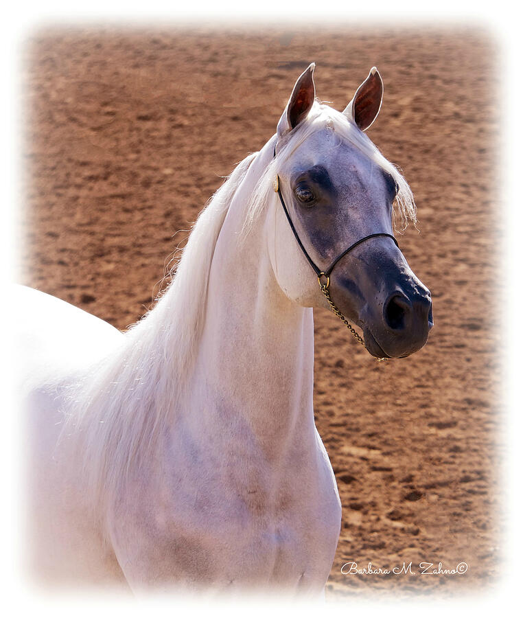 Horse Photograph - White Beauty by Barbara Zahno
