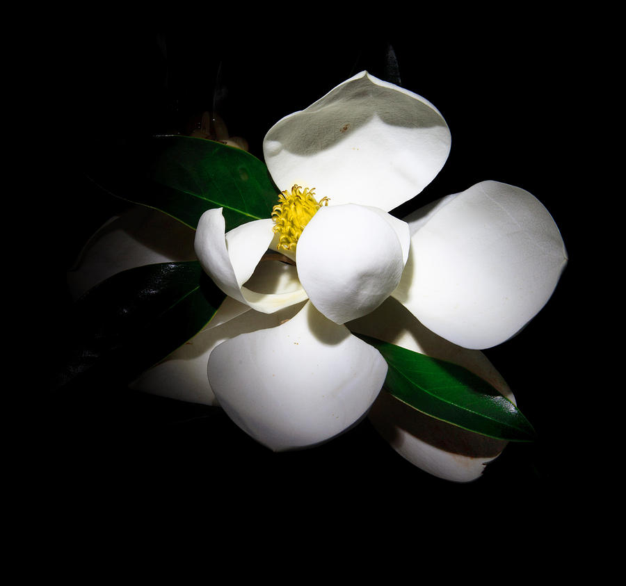 Magnolia Movie Photograph - White Beauty by Cecil Fuselier