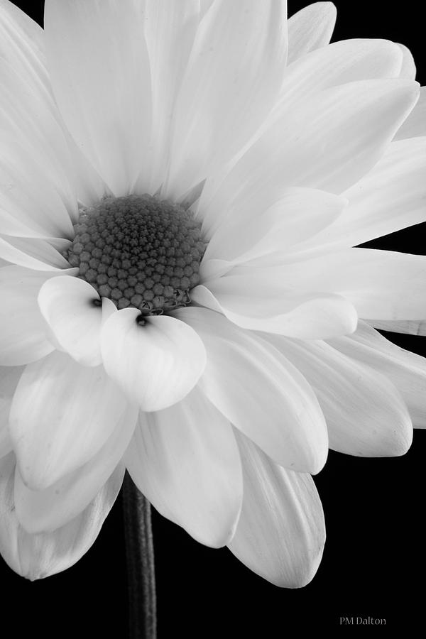 Black And White Photograph - White Beauty in bw by Paulette Moran Dalton