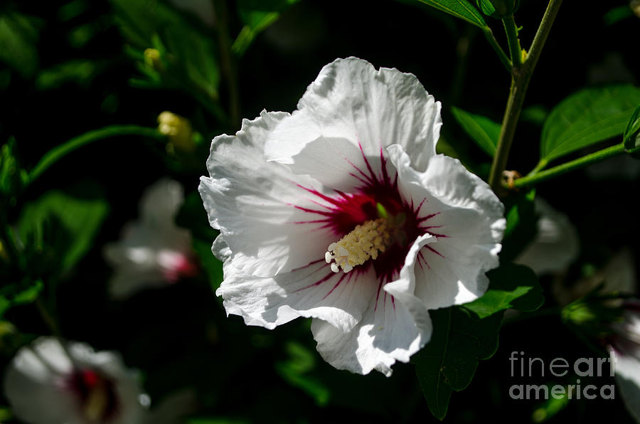 White Beauty Photograph by Michelle Meenawong
