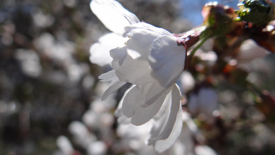 Spring Photograph - White Beauty by Sasha  Grebenyuk