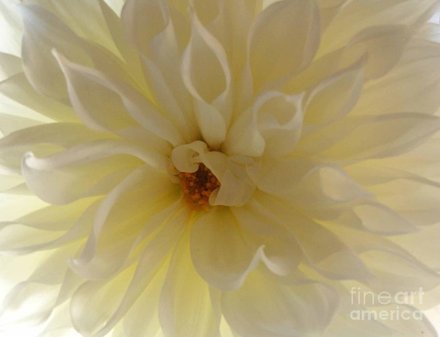 Nature Photograph - White Beauty by Stephanie Hanson