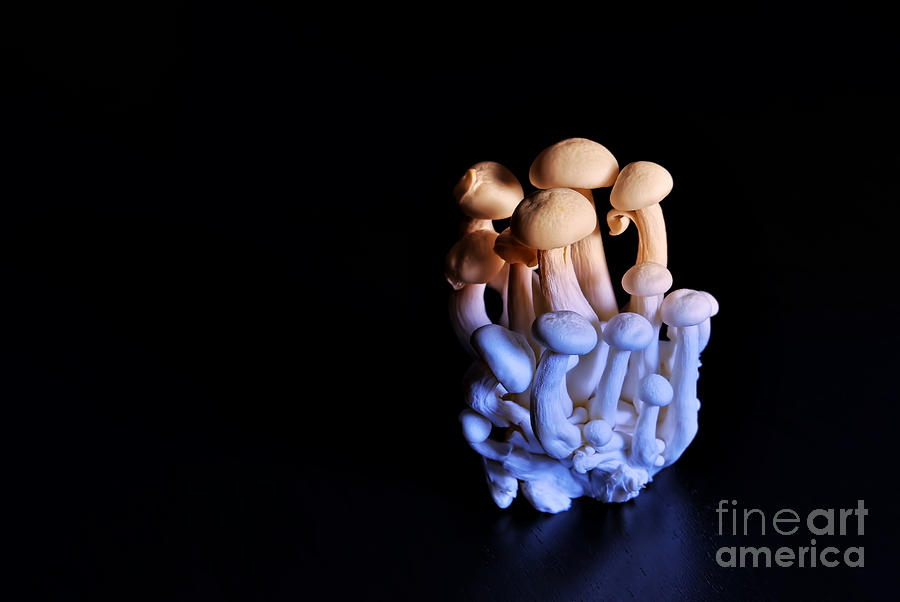 Mushroom Photograph - White Beach Mushrooms In Dark by Skyfish Images