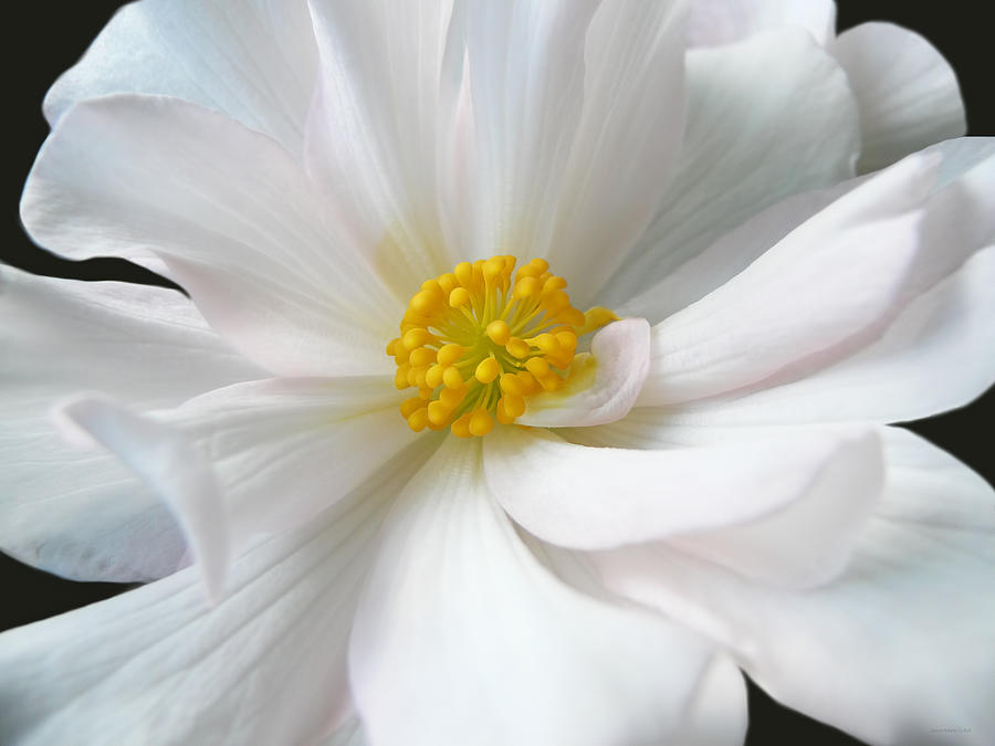 Summer Photograph - White Begonia Floral by Jennie Marie Schell
