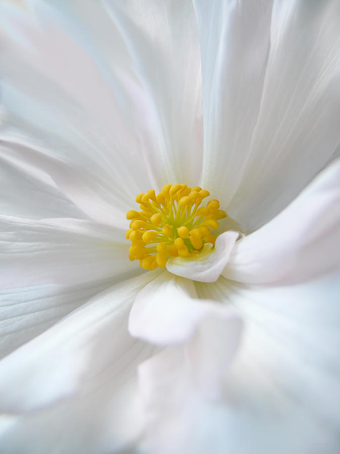 Summer Photograph - White Begonia Flower Macro by Jennie Marie Schell