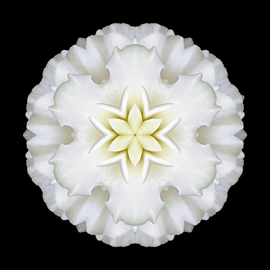 White Begonia I Flower Mandala Photograph by David J Bookbinder