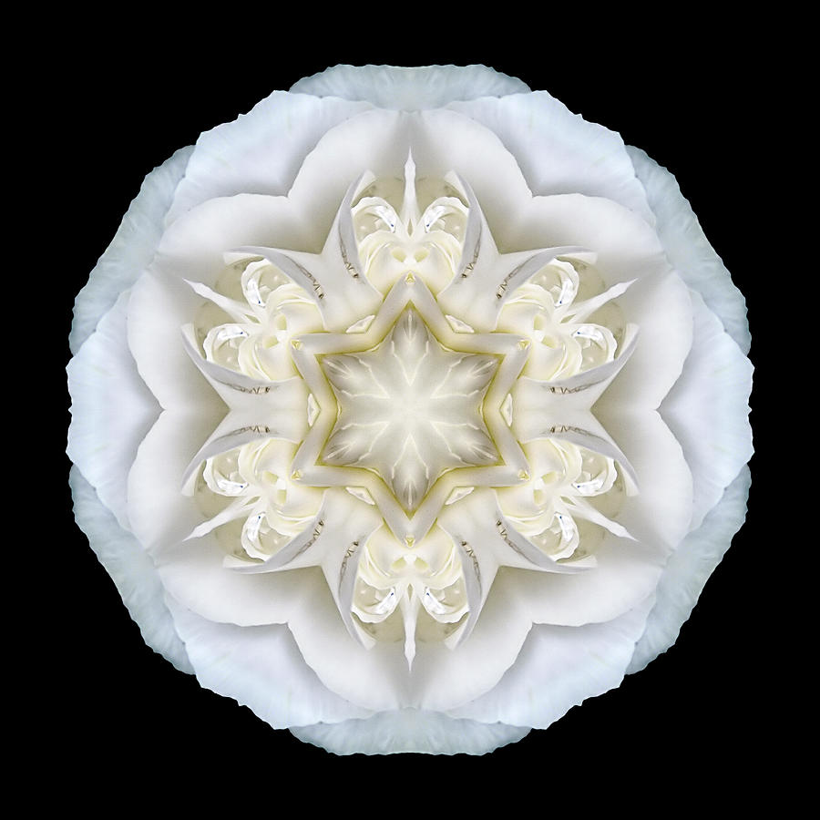White Begonia II Flower Mandala Photograph by David J Bookbinder