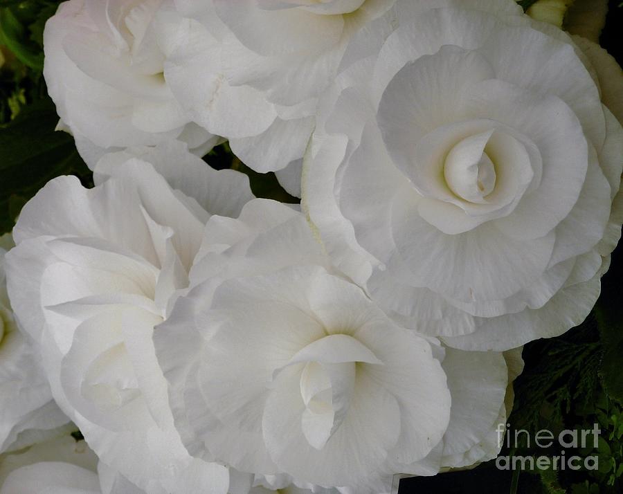 White Begonia Photograph by Joan-Violet Stretch