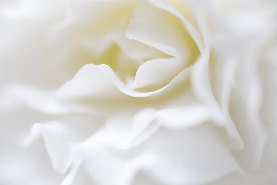 White Begonia Petals by Kim Aston White Begonia Petals by Kim Aston