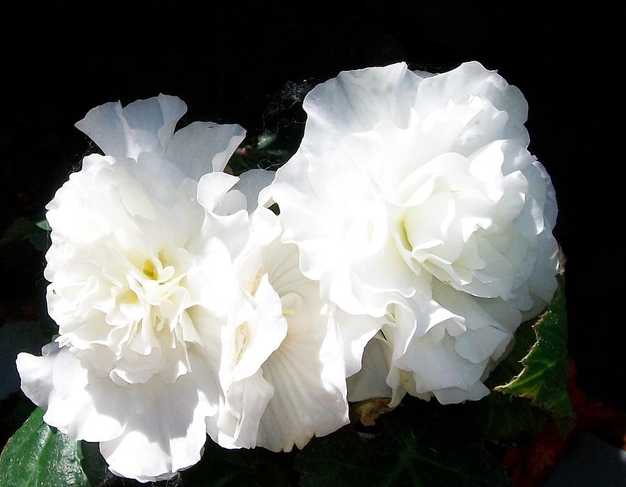 White Begonia  Photograph by Sharon Duguay
