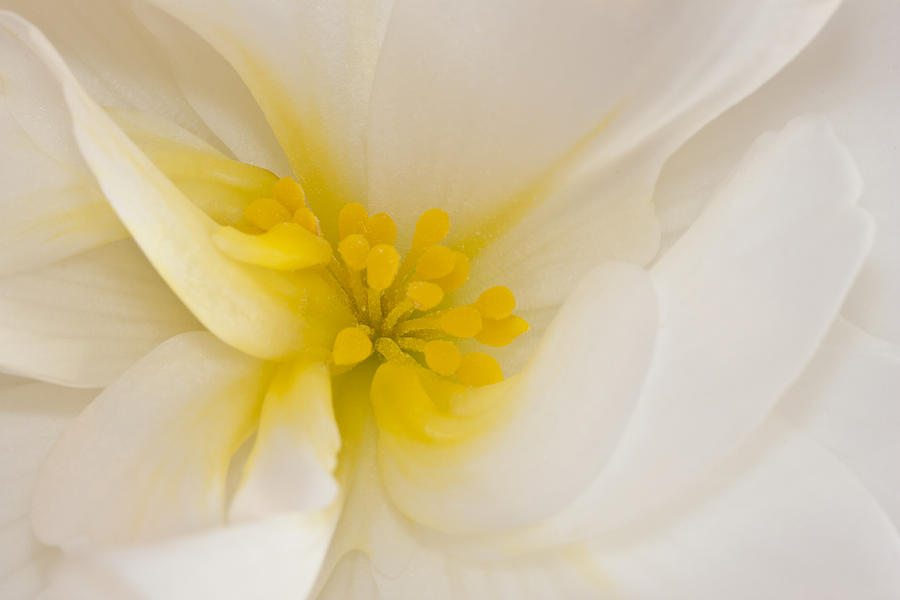 White Begonia With Yellow Stamen Macro  Photograph by Sandra Foster