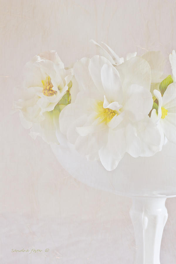 White Begonias In Pedestal Bowl Photograph by Sandra Foster