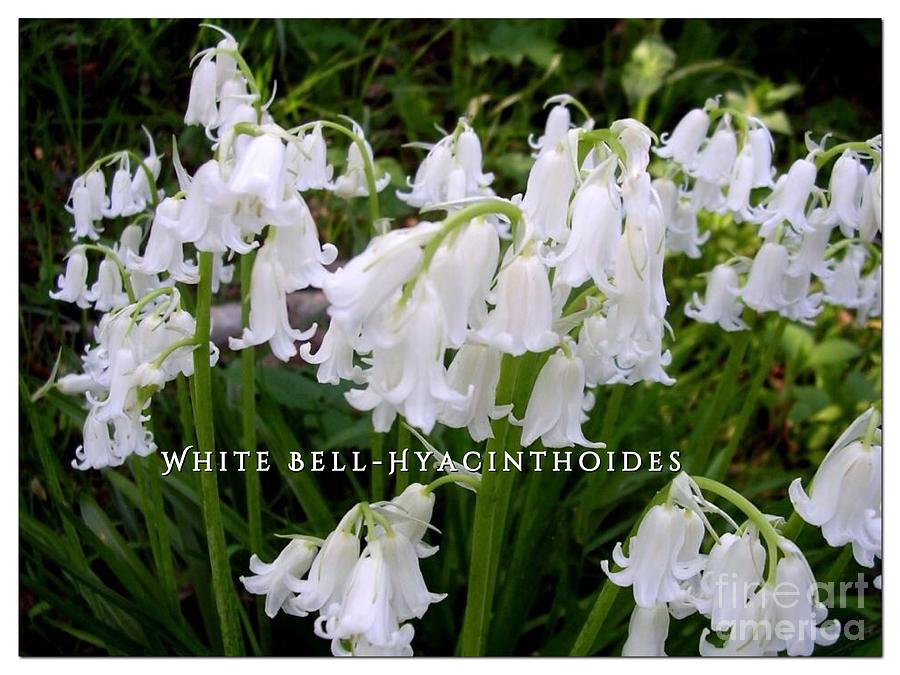 White Bell  Hyacinthoides Photograph by Joan-Violet Stretch